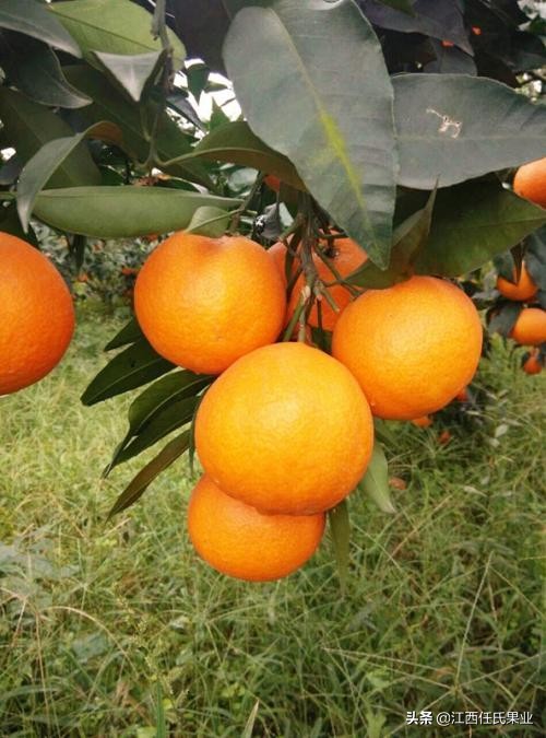 柑橘卷叶黄叶怎么办,柑橘晚秋梢怎么修剪