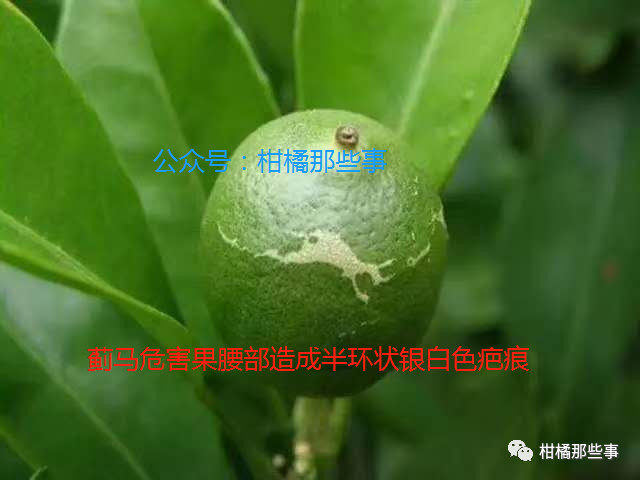 安徽柑橘保花保果的措施有哪些,丰收期柑橘促梢和保果必看