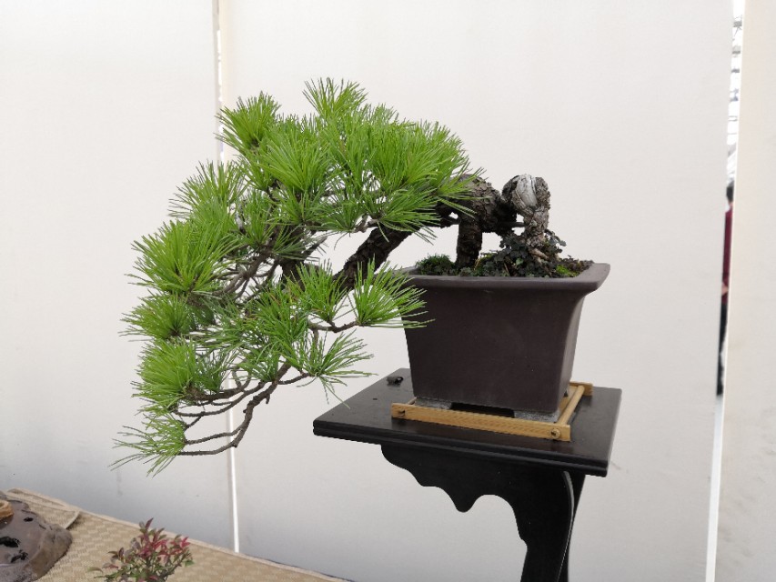 广东清远连州野生黑松采挖 (黑松下山桩初春采挖多久能活)