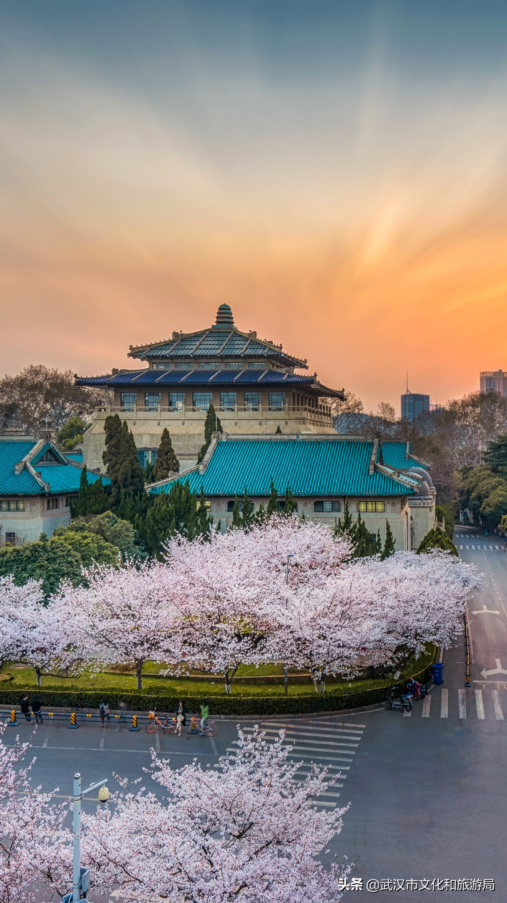 武汉东湖樱花门票,武汉看樱花的景点