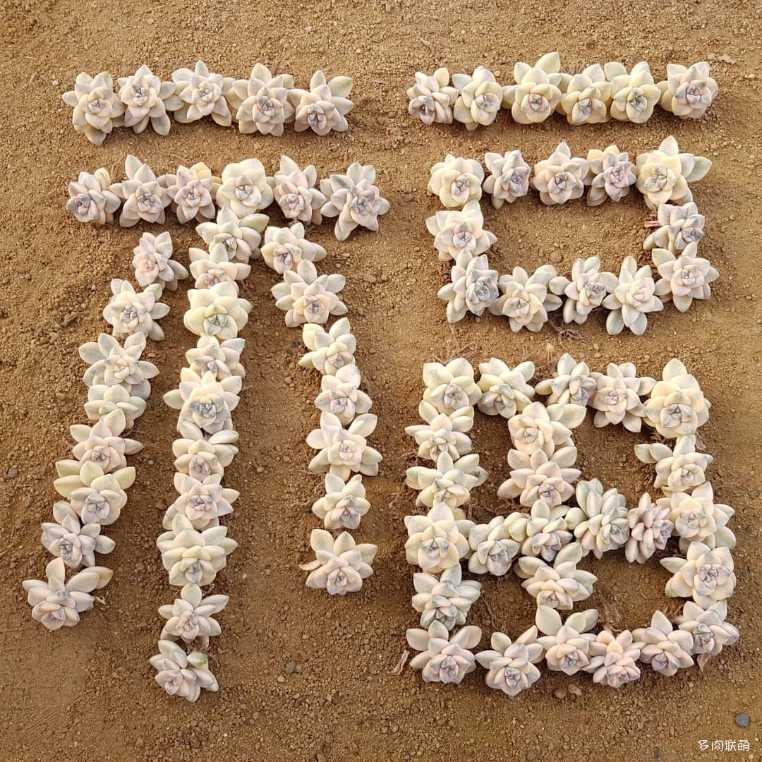 韩国大棚多肉,肉叔带你走遍韩国多肉大棚