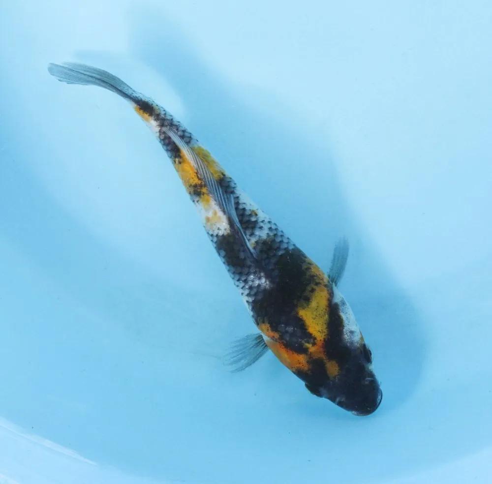 锦鲤充血最佳治疗方法,锦鲤充血的最佳治疗