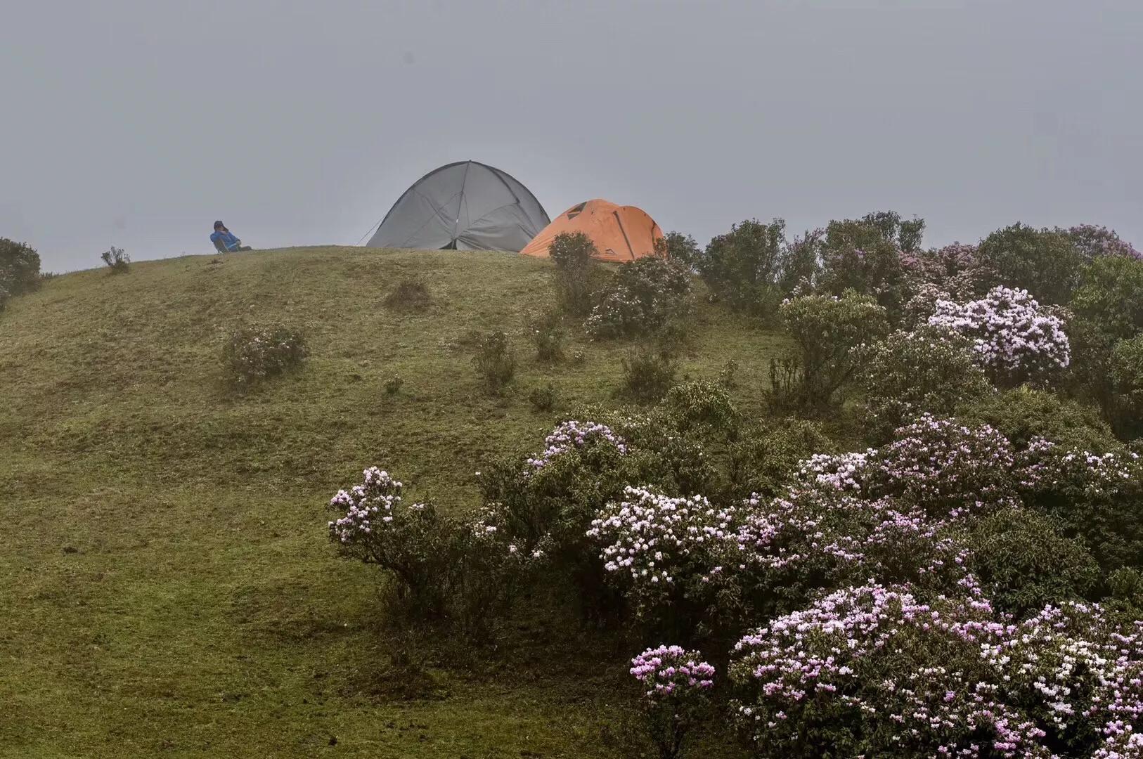乌蒙大草原高山矮杜鹃,盘州市乌蒙大草原高山