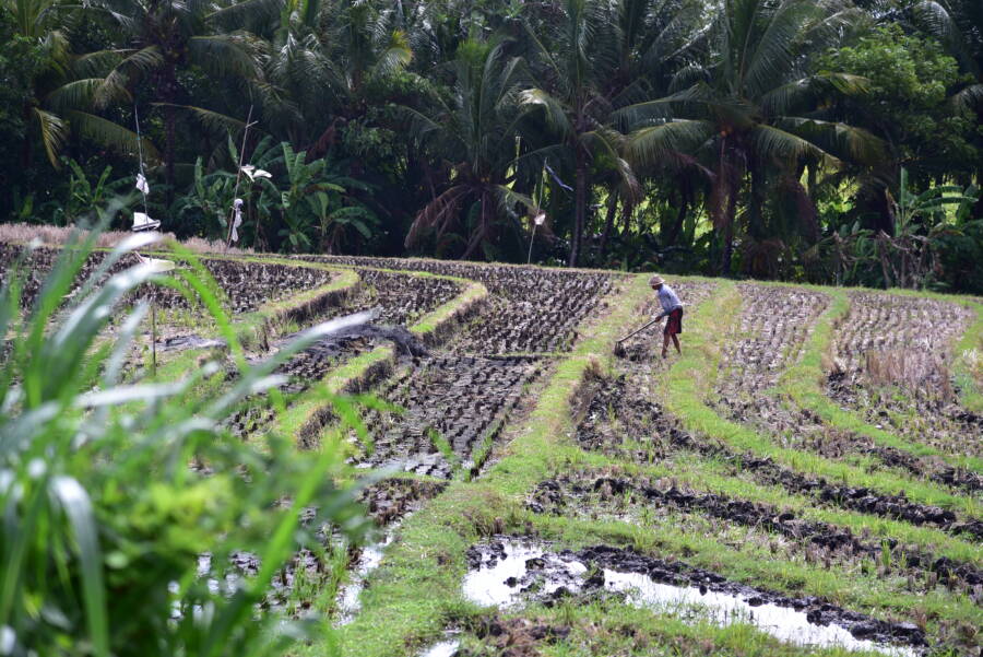 世界上最贵的挂耳咖啡,世界上第一贵的猫屎咖啡