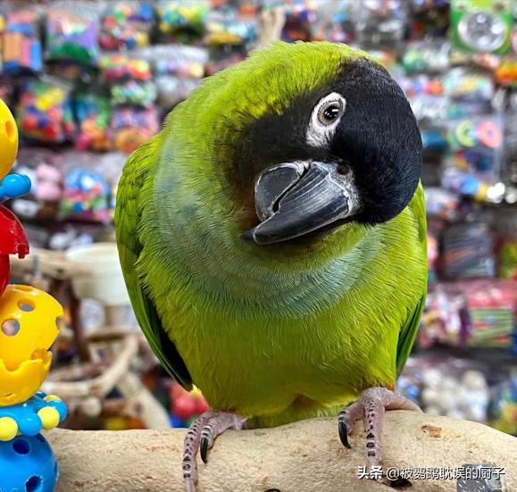 国外鹦鹉品种大全,国外鹦鹉宠物店各种品种