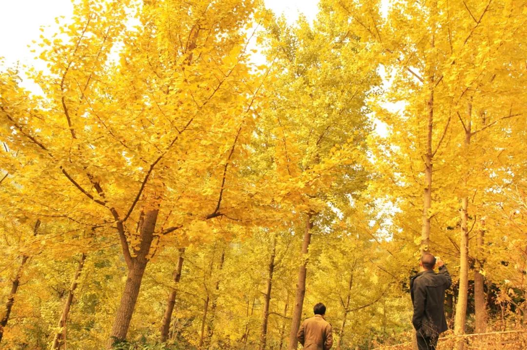 秋天赏枫叶好去处,赏红叶正当时