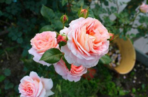 月季的霜霉病和灰霉病的区别,月季霜霉病的治疗方法视频