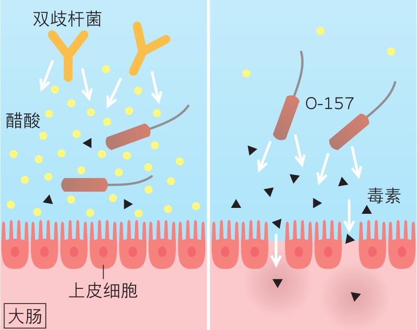 大肠健康管理,大肠杆菌对身体的益处