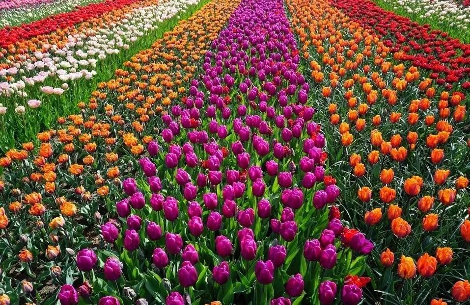 三月踏青去哪里,三月春游一日游攻略