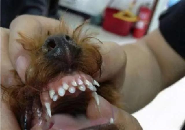 狗狗缺钙有什么好办法见效快,狗狗缺钙有什么影响