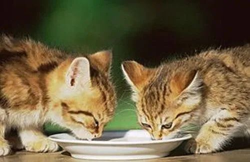 猫咳嗽出血了怎么办,猫咳嗽了是怎么回事