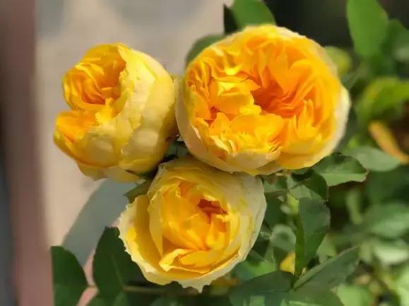 这10种花不怕晒,这3种花不能懒着养