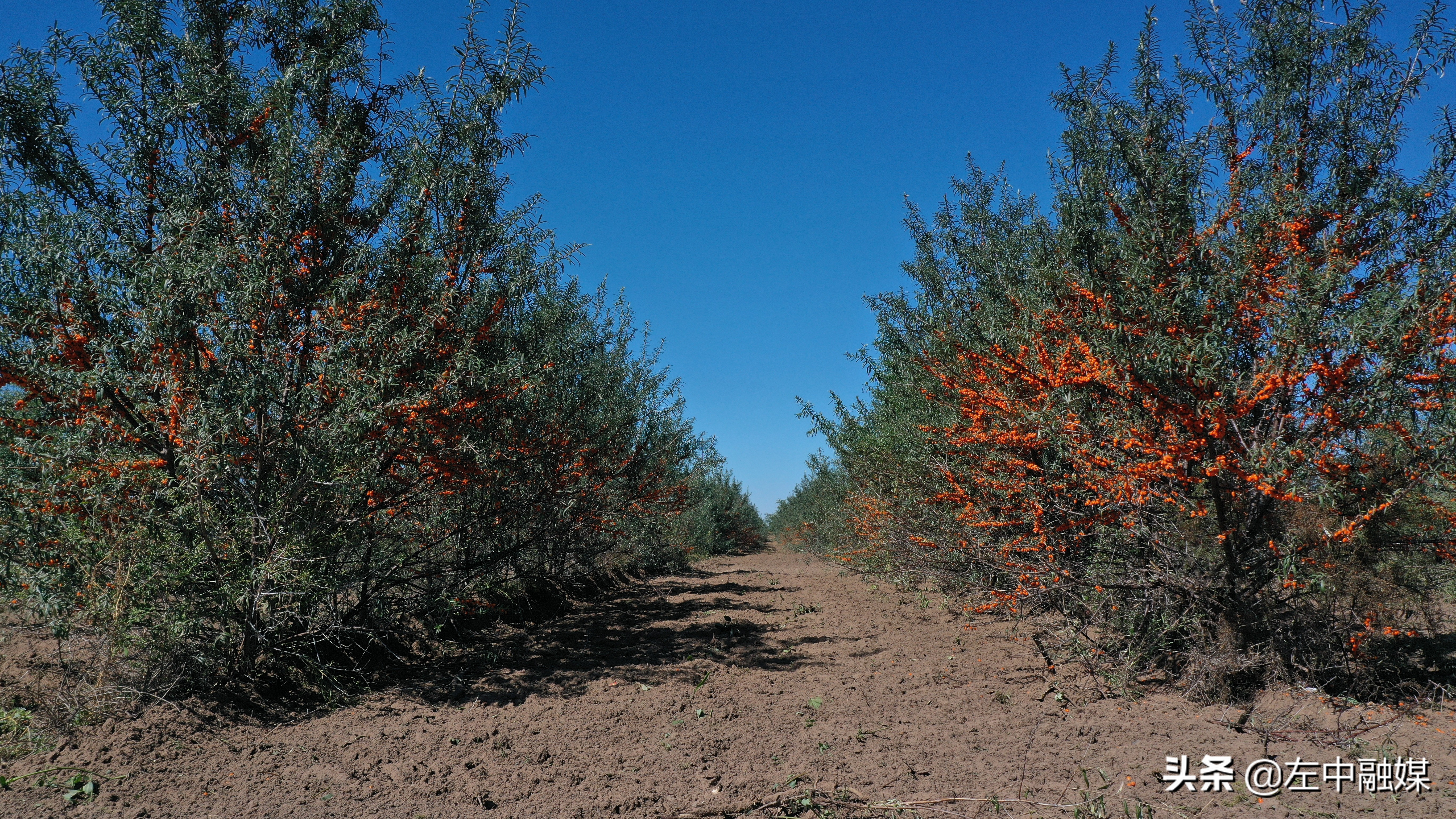 沙棘小灌木大产业山西,小沙棘大产业精深加工助农增收