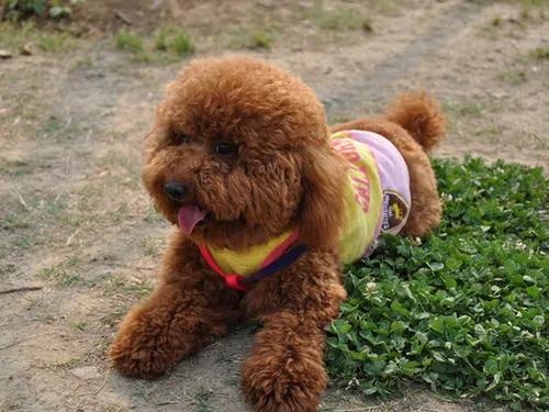 狗狗没有地方养了，怎么办？