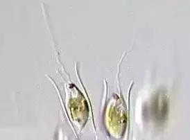 水产养殖业藻类的生命周期,水产养殖常见藻类植物