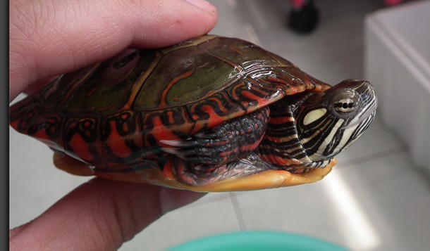 巴西龟的兄弟,巴西龟的辨认方法