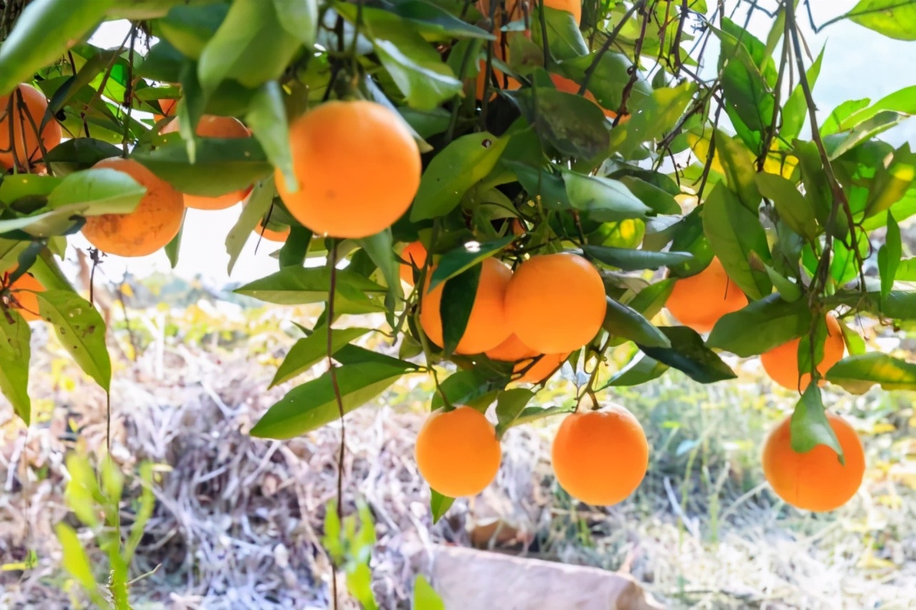 麻阳冰糖橙现摘现发,橙子采摘季麻阳冰糖橙