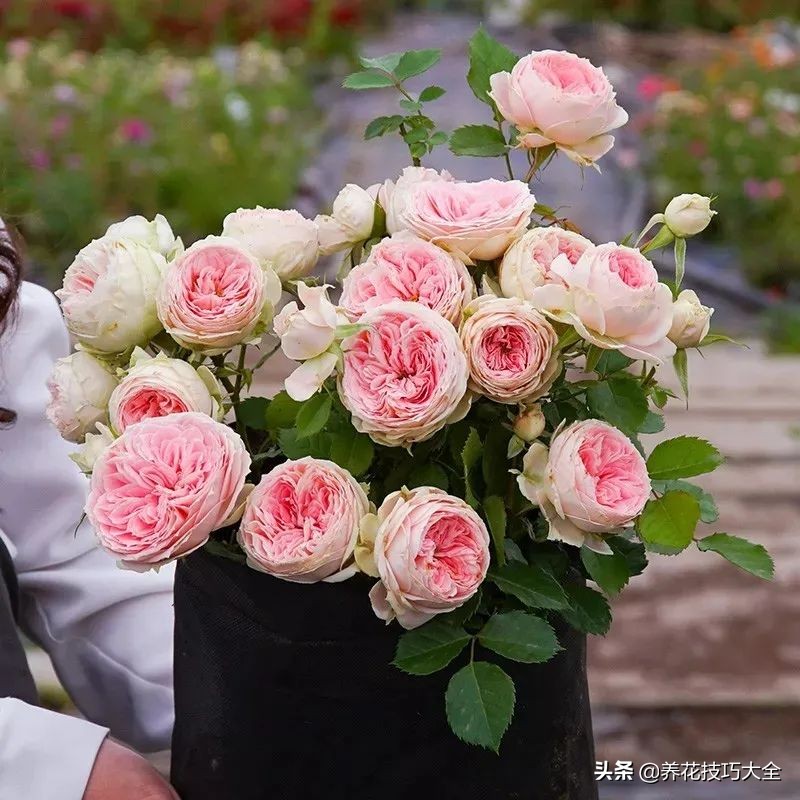 四季开花的月季又香又好养有几种,最漂亮10种盆栽月季