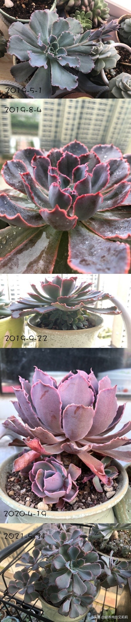 解决多肉长蚧壳虫有套路,与多肉相遇已经是第六个年头了