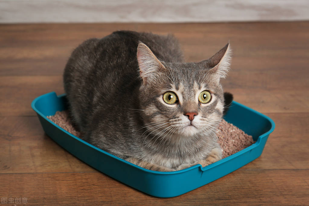 猫咪拉肚子拉稀怎么办,哺乳期猫咪拉稀有血