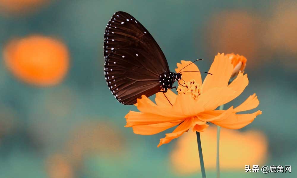 蝴蝶为什么不会直线飞,为什么蝴蝶不会飞