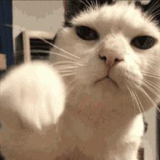 母猫发情用棉签戳，结果棉花掉进去了……