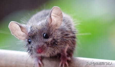 家里有老鼠教你一招全部消灭视频,发现老鼠在家里该怎么消灭它