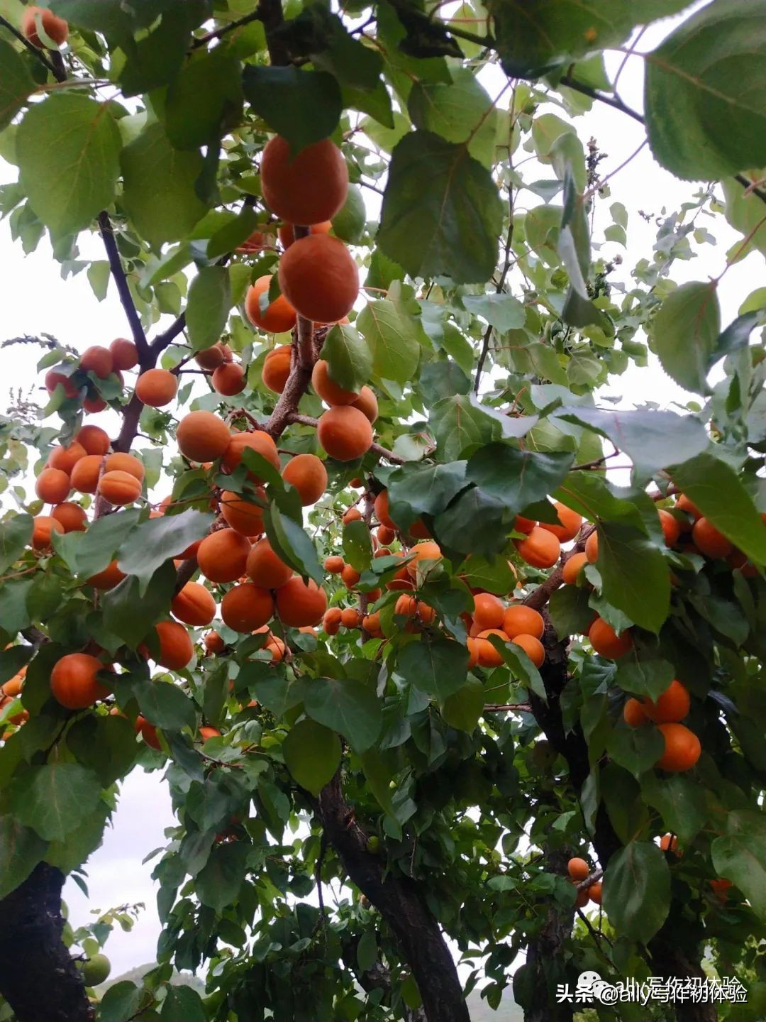 好物知时节的橱窗,好物知时节长春