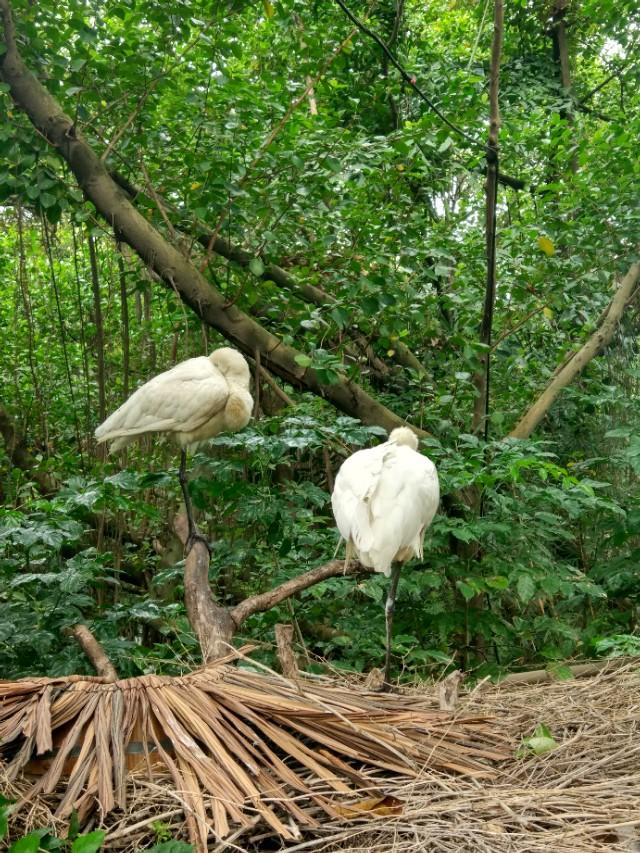 广州番禺区长隆野生动物世界缆车,广州旅游长隆野生动物世界