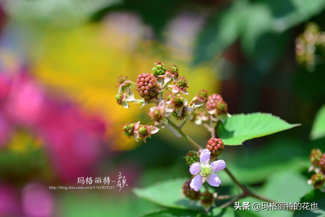 花园里种树莓吗,树莓在庭院里如何种植