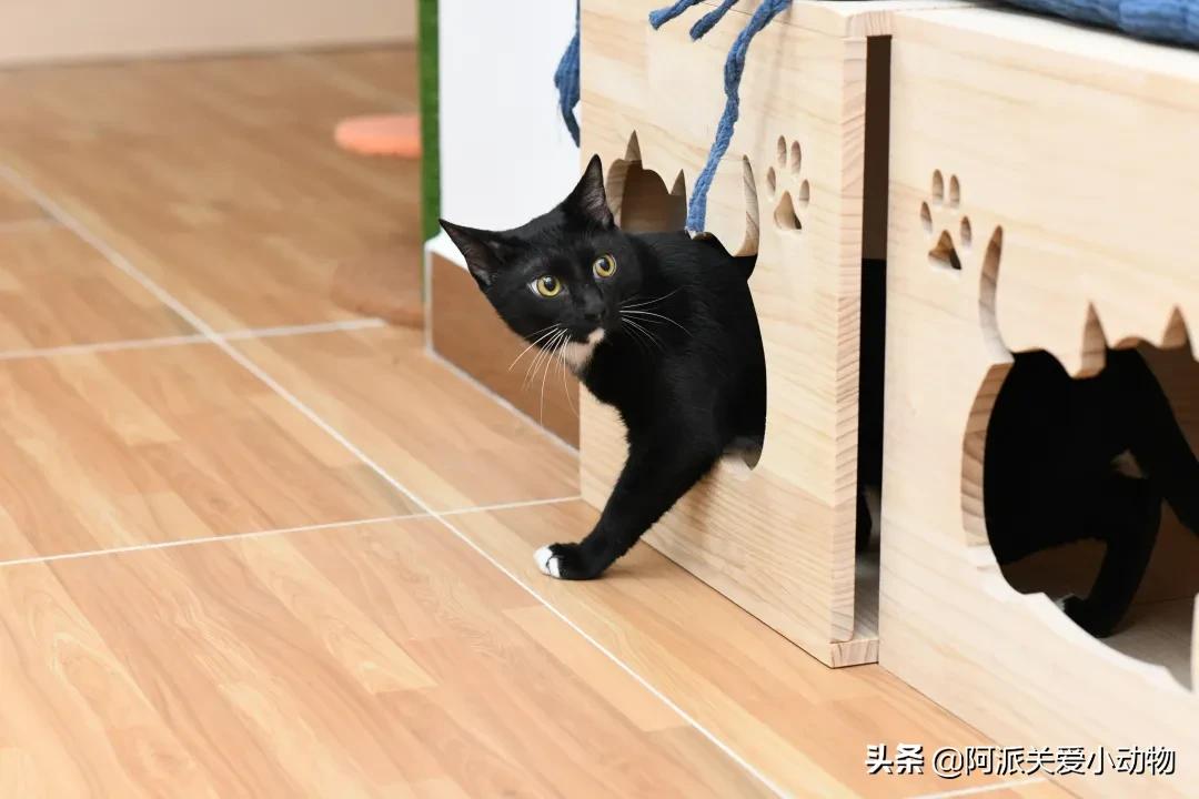 盖雪:信女愿一生荤素搭配,祈望这只拆家啊不,旺家猫找到新家