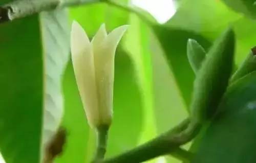 全国56个城市的市花,全国56个城市市花一览