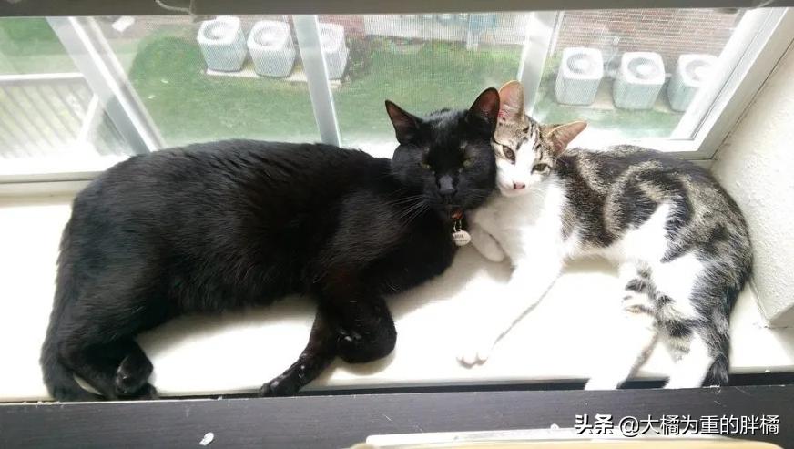 猫咪丢失5天后被流浪猫送回家,黑猫被大叔带回来