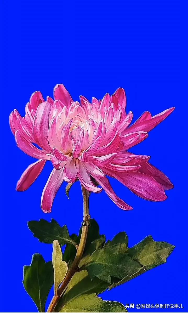 一花一世界唯美壁纸,独一无二的好看壁纸