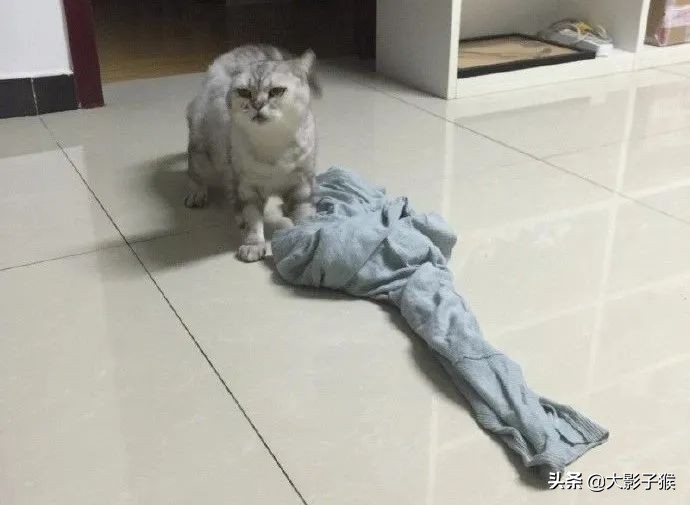 昨晚，我家猫叼来了一件蕾丝内衣…