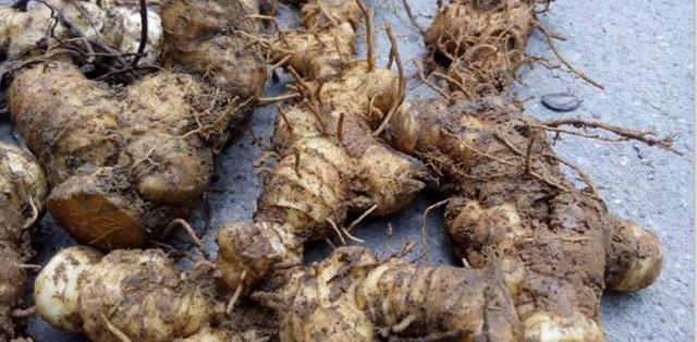 农村经常看见的一种洋姜,洋姜有哪些地方用得最多