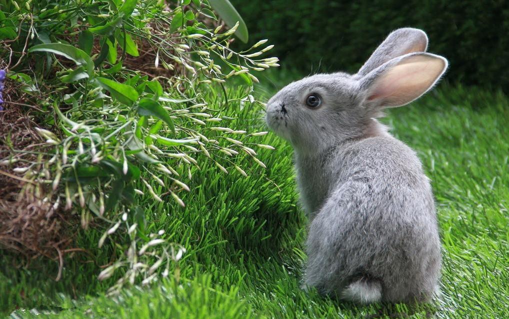 青紫蓝兔和新西兰兔会是什么颜色,青紫蓝兔什么特点