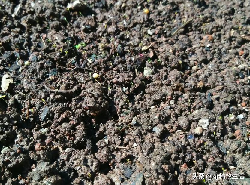 大面积花卉种子播种方法,播种盆栽需要注意哪些细节