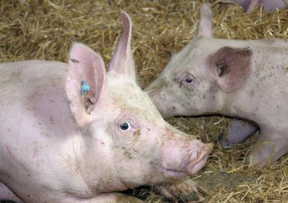 保育猪僵猪怎么治疗,小僵猪不长是怎么回事