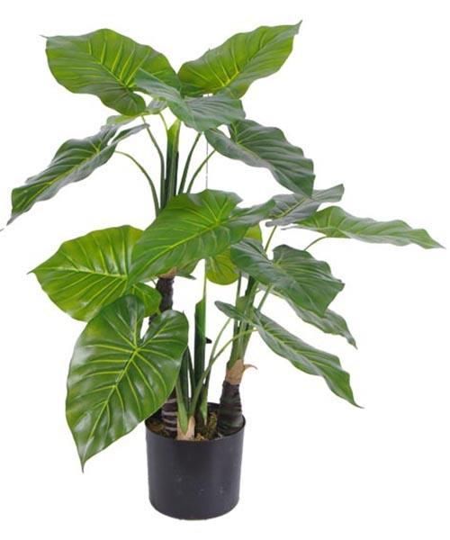 滴水观音冬天冻烂根了怎么能救活,滴水观音叶子发黄烂根怎么办