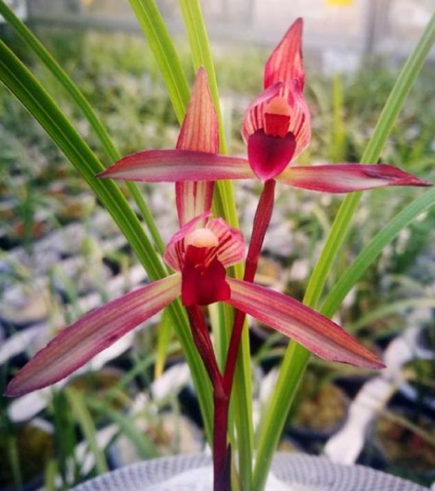 滇红素兰花欣赏,滇红素兰花怎样开的叶子红