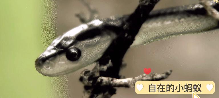 野外遇到毒蛇该如何应对,如何防止毒蛇靠近