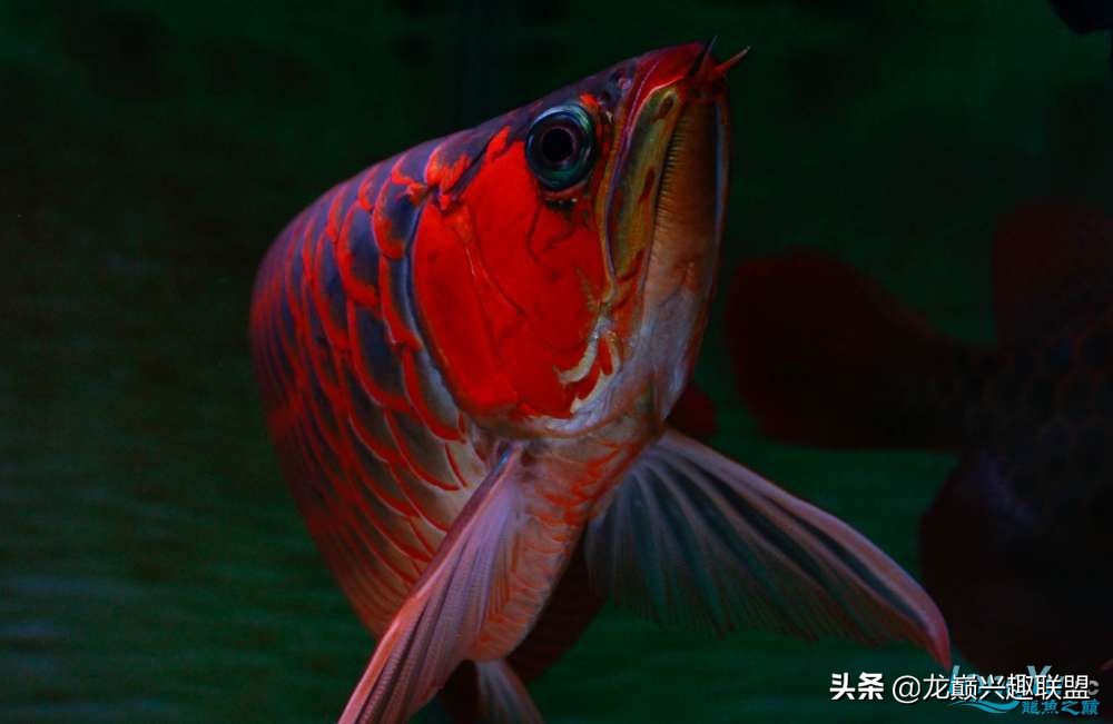 龙鱼受惊后关灯静养还是开灯,龙鱼刚到家应该开灯还是关灯静养