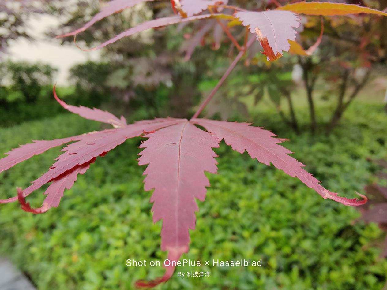 一加9使用感受,一加9使用体验