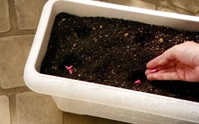 种子怎么育苗出芽率高,怎么能让种子发芽育苗