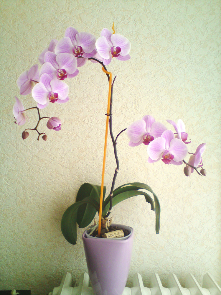 一年四季不死的十种花水养,浇水过多死的植物