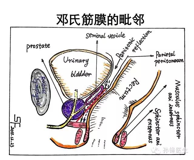 医学干货︱邓氏筋膜：横在直肠癌手术前面的“一道坎儿”