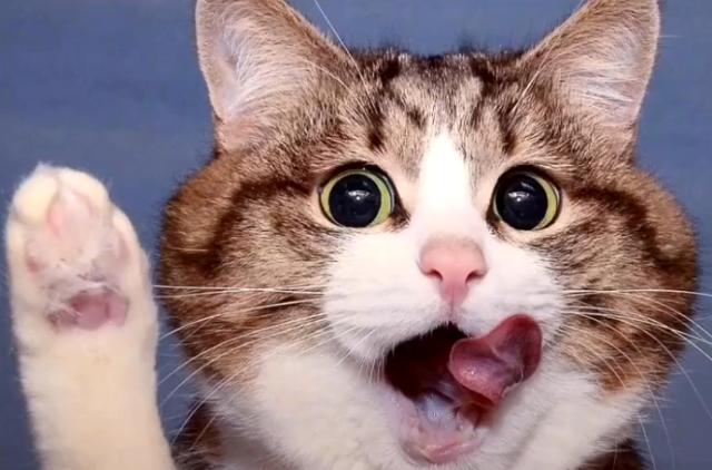 新手养猫公猫还是母猫好点,新手养猫选公的