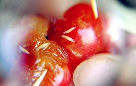 大樱桃如何防治果蝇虫害,大樱桃如何防治果蝇的侵害