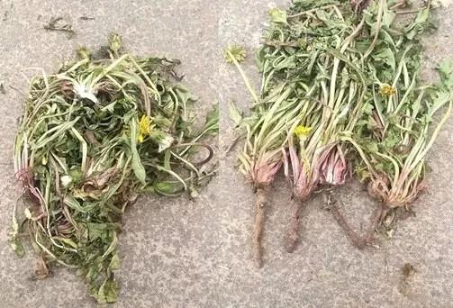 蒲公英的疗效,蒲公英治病有特效